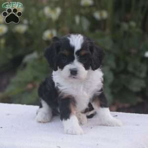 Bowen, Cavapoo Puppy